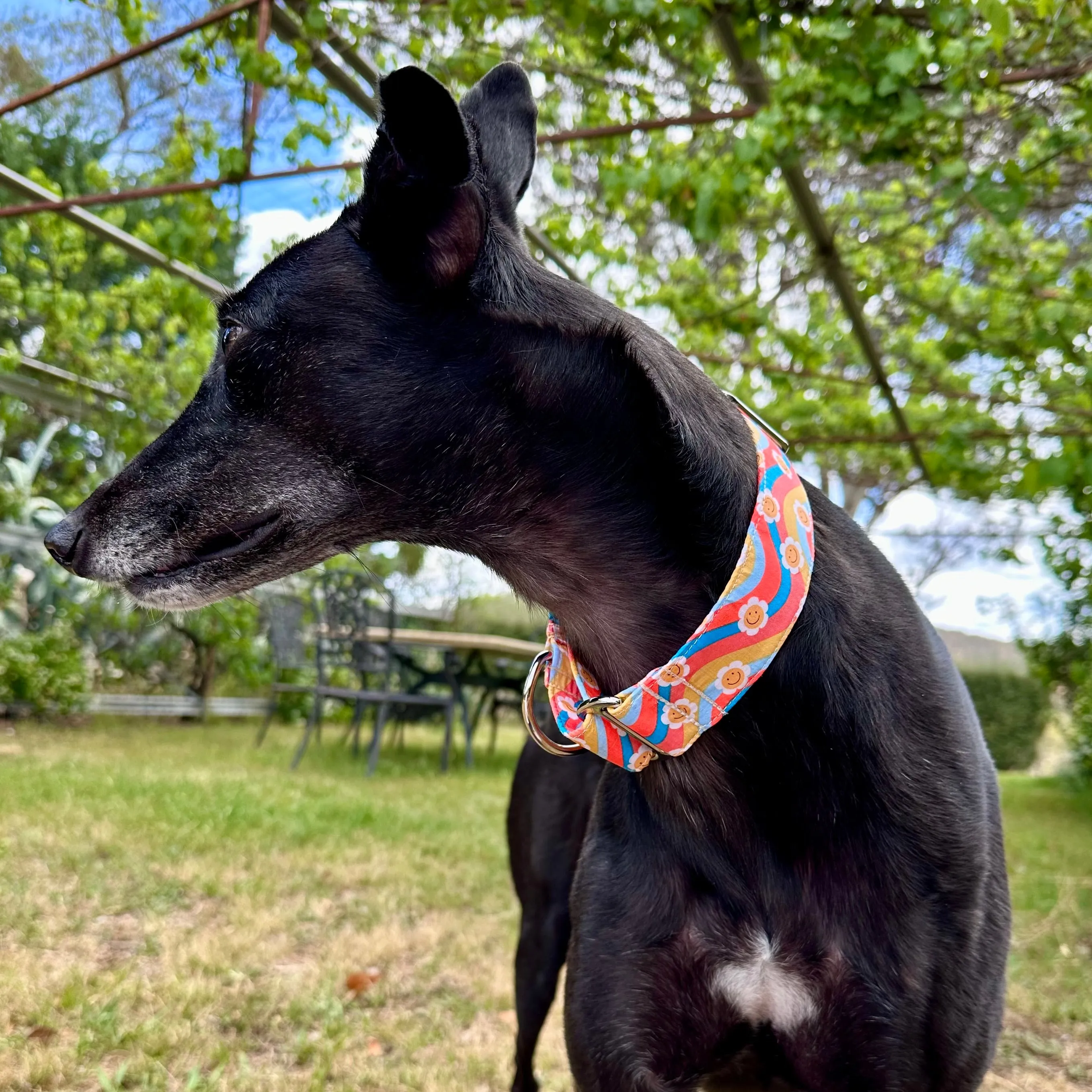 Martingale Collar - Smiles in Waves